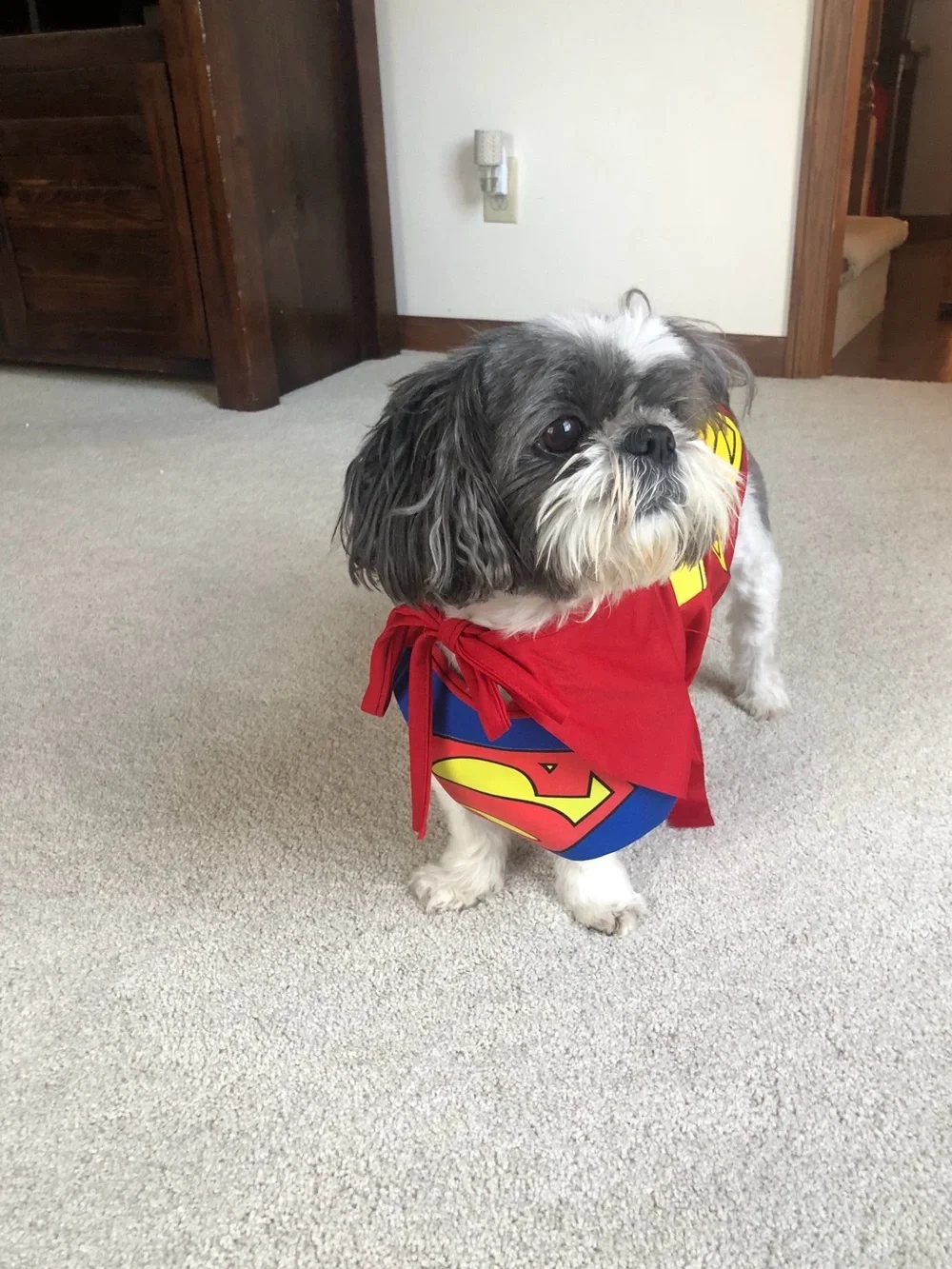 Dogs Superman Costume & Regular Hoodie